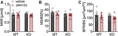 Impact of the Endocannabinoid System on Bone Formation and Remodeling in p62 KO Mice